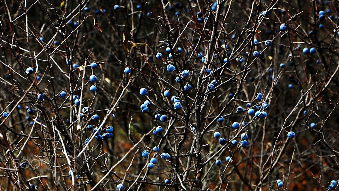 Canon EOS 650D (EOS Rebel T4i / EOS Kiss X6i) sample photo. Ягода октября photography
