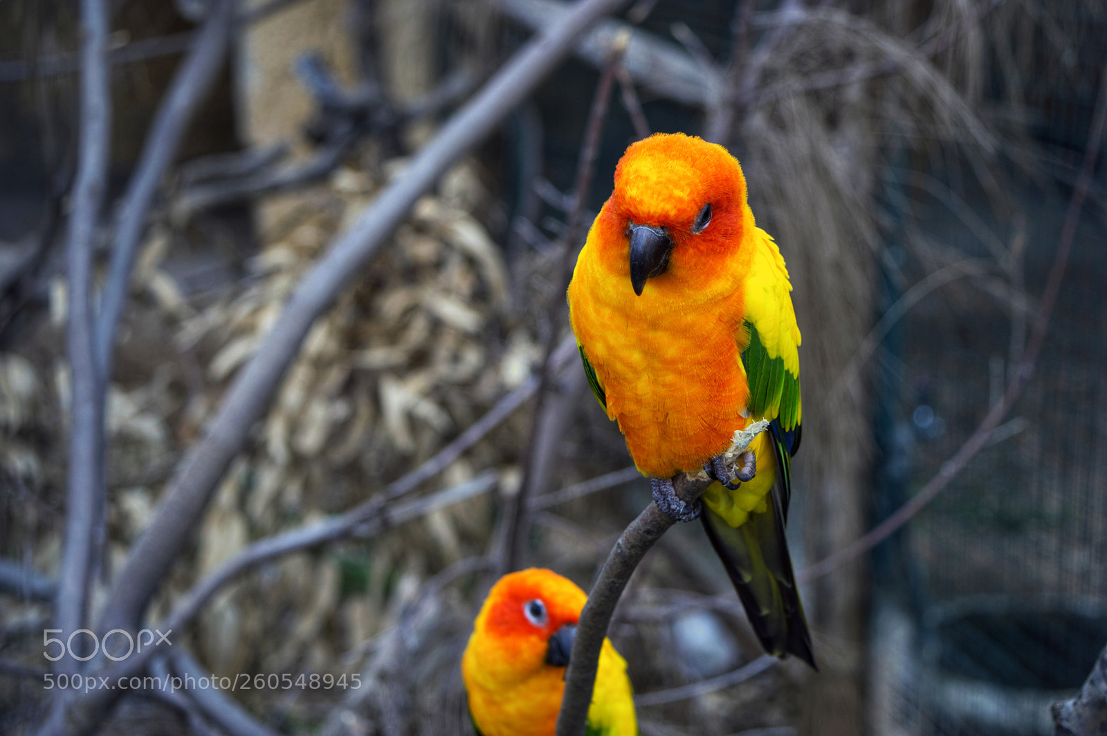 Nikon D3200 sample photo. Birds photography