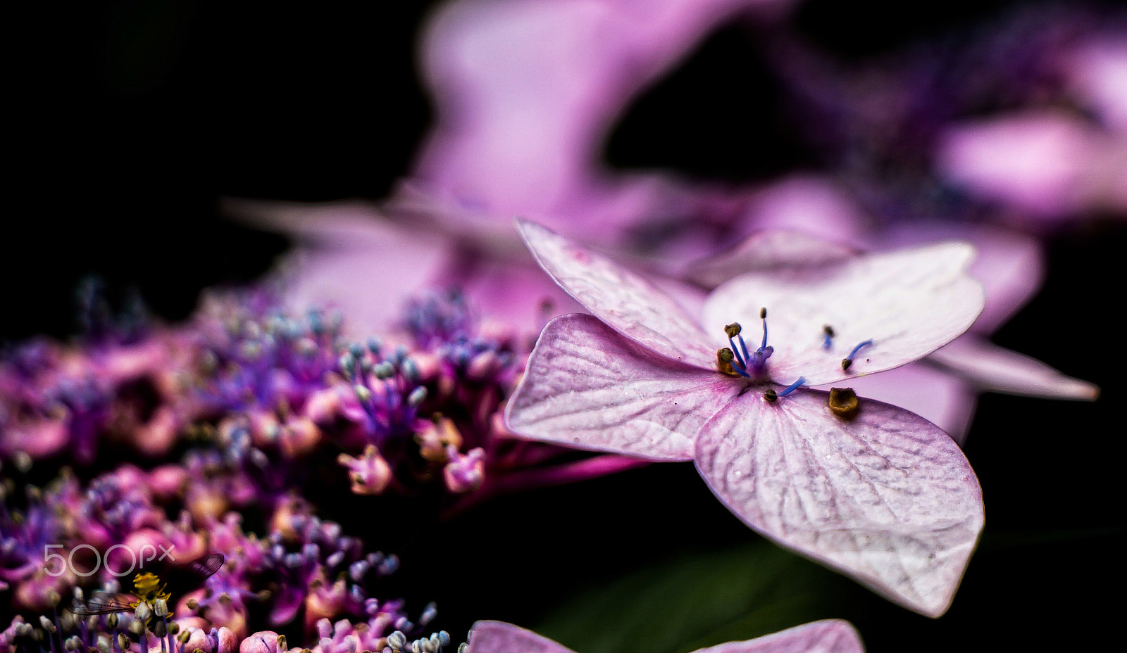 Canon EOS 650D (EOS Rebel T4i / EOS Kiss X6i) sample photo. Purple hydrangea photography