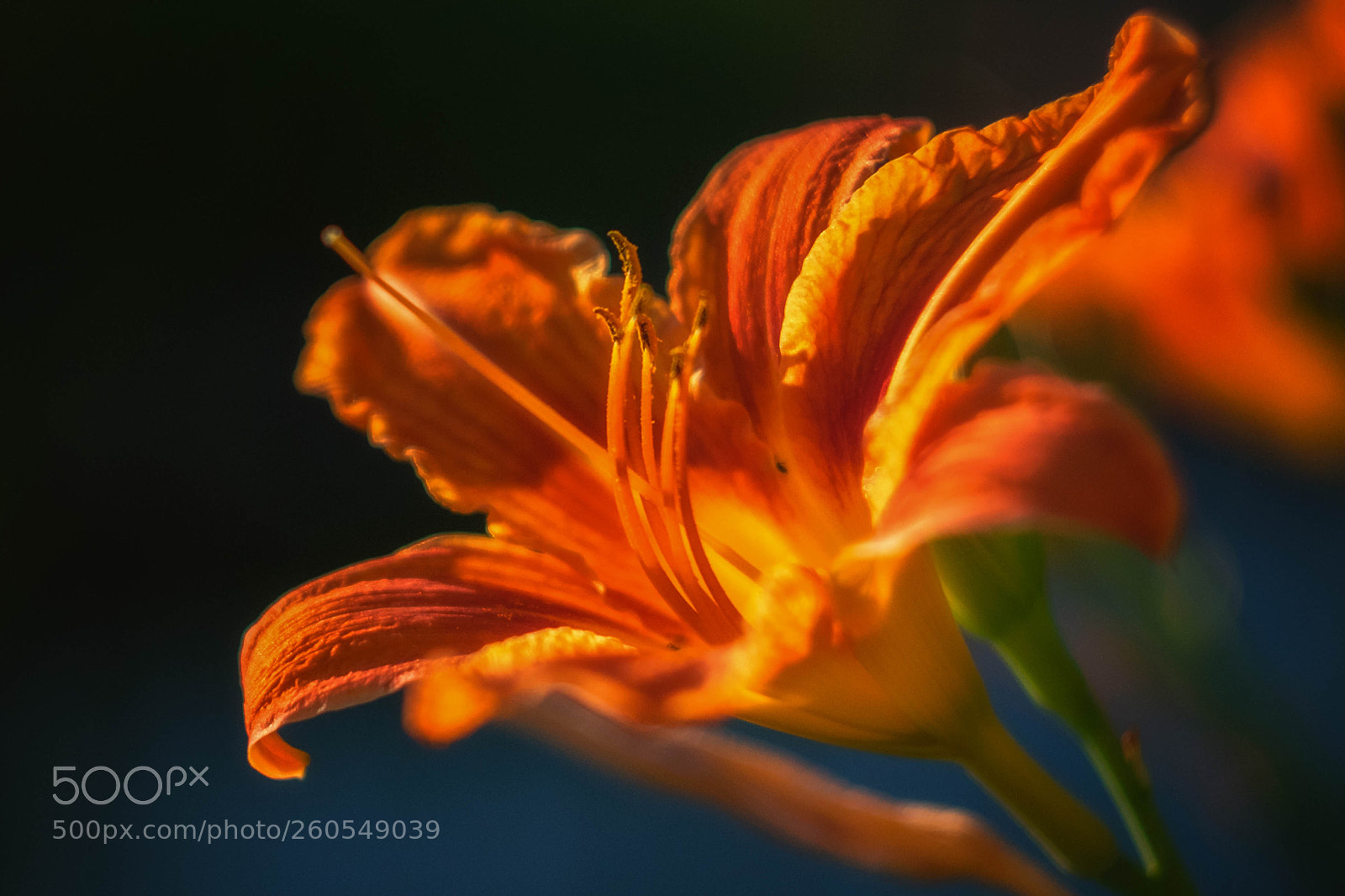 Fujifilm X-T10 sample photo. Lilly photography