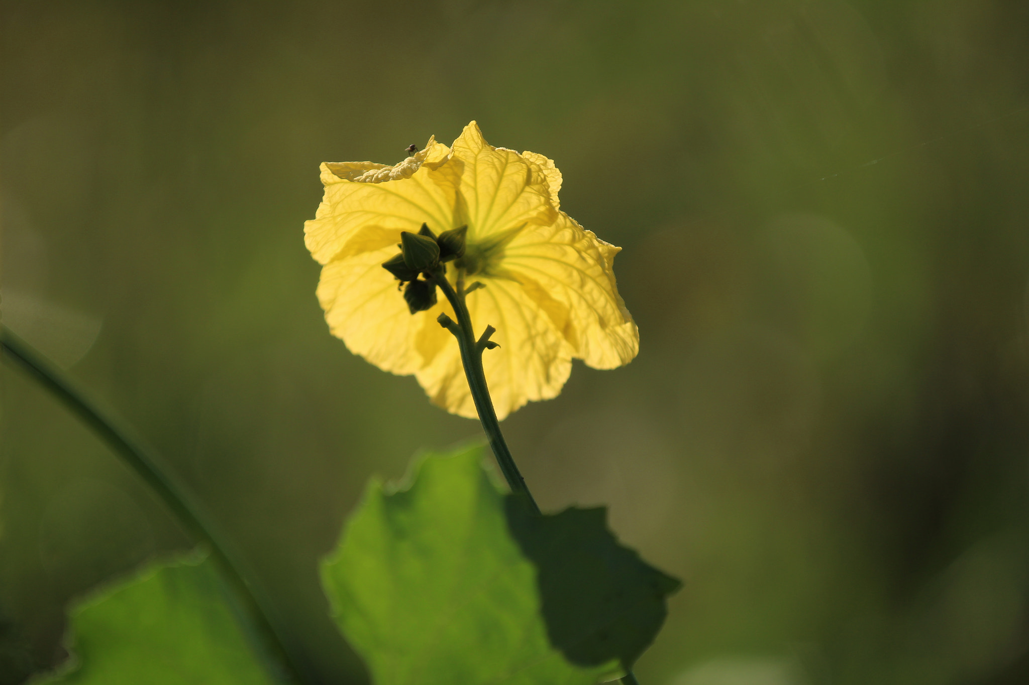 Canon EOS 1300D (EOS Rebel T6 / EOS Kiss X80) sample photo. Flowers... photography