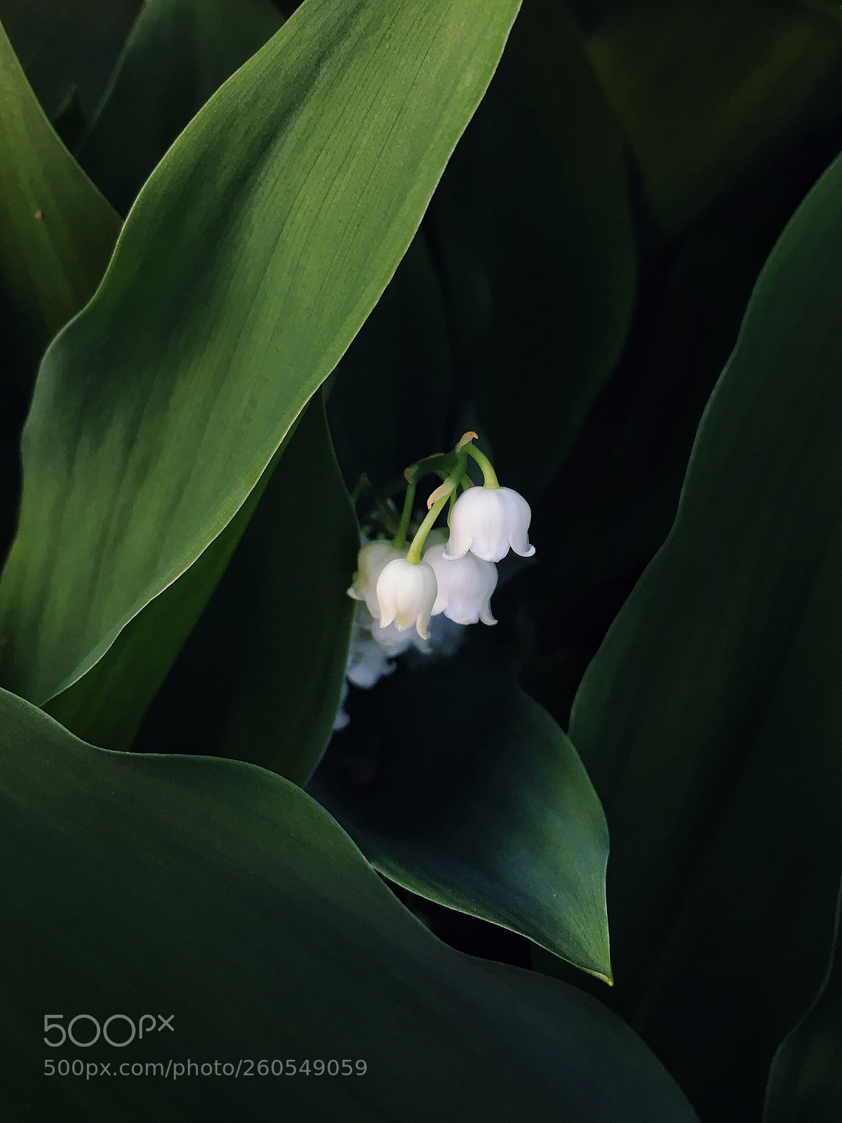 Apple iPhone 6s sample photo. White little bell photography