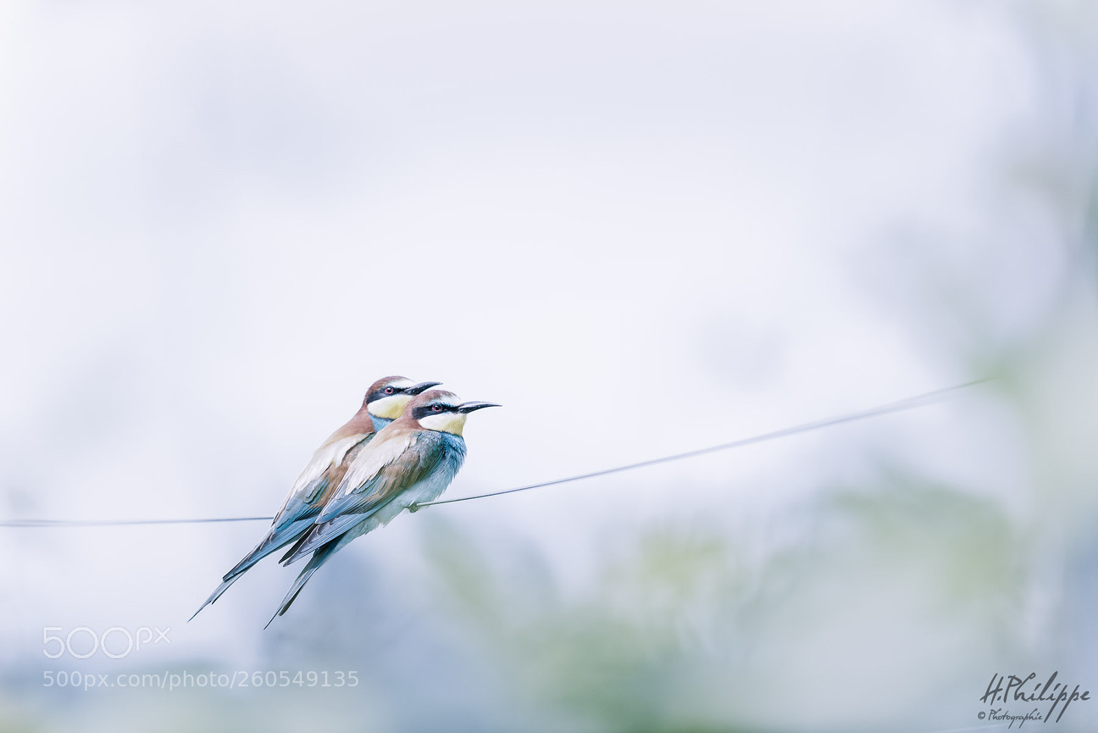 Nikon D750 sample photo. European bee-eater photography