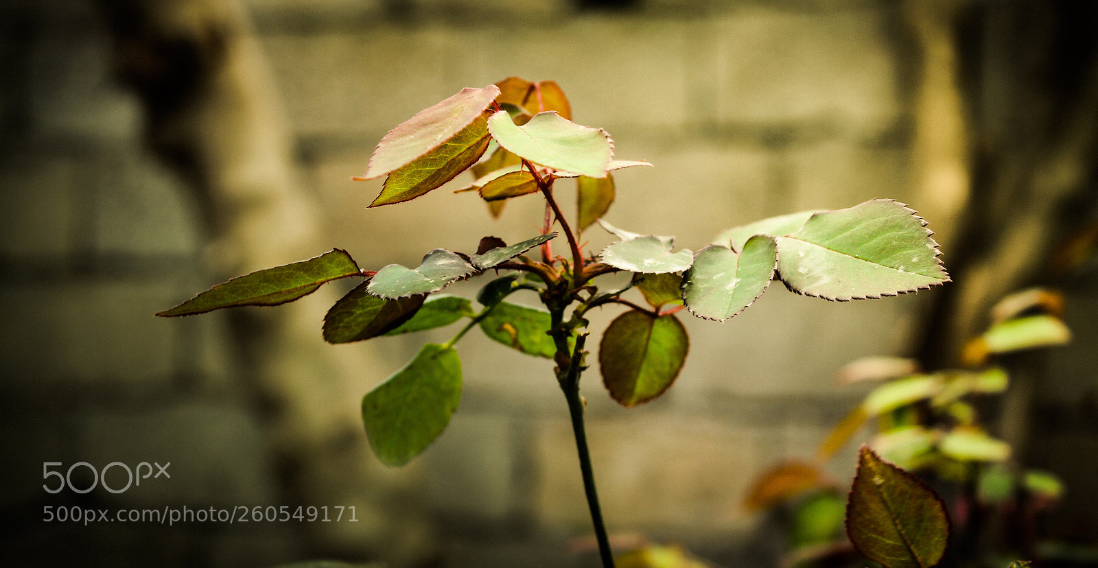 Canon EOS 7D sample photo. Untitled photography