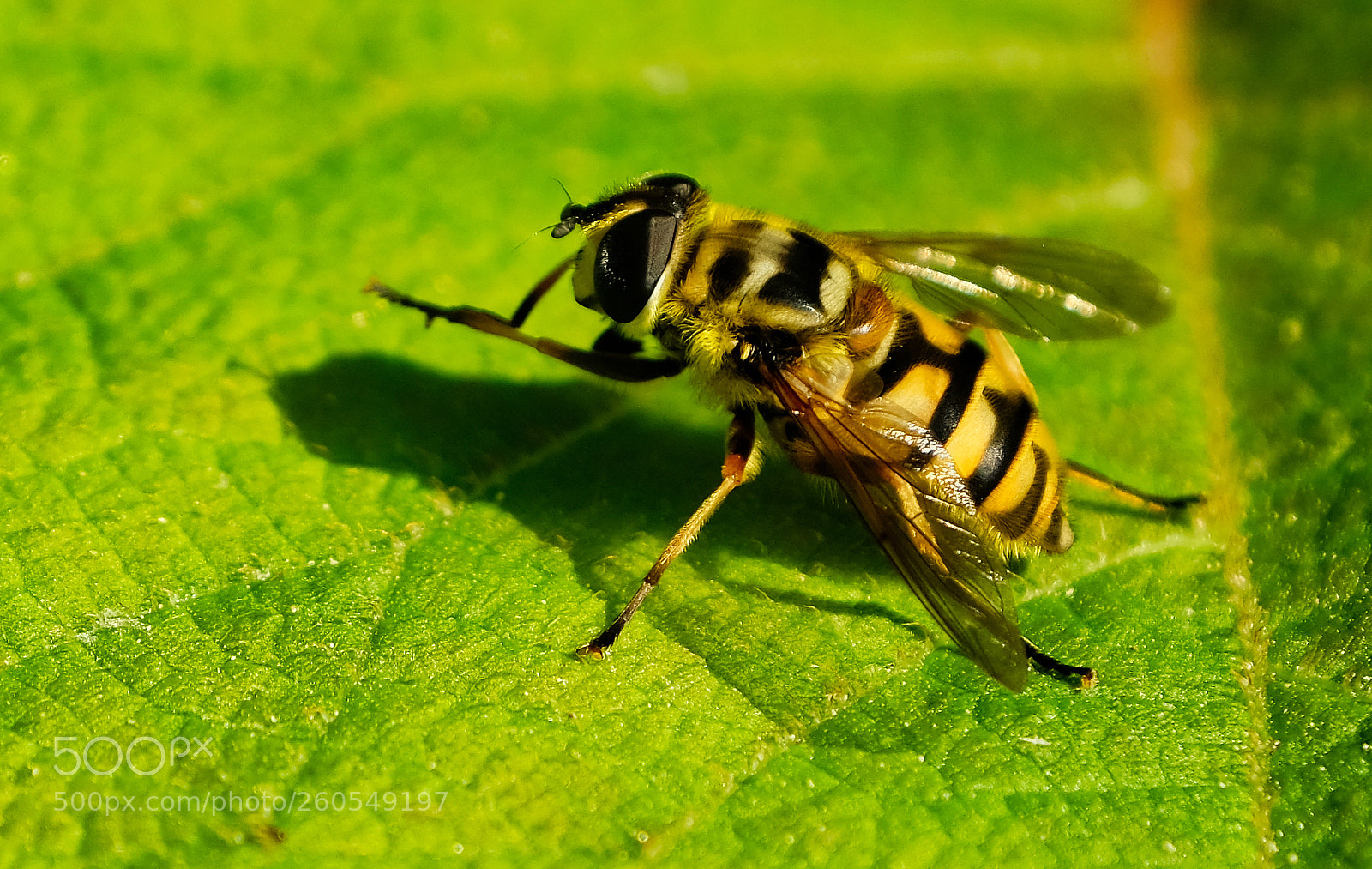 Fujifilm X-T2 sample photo. Insect photography