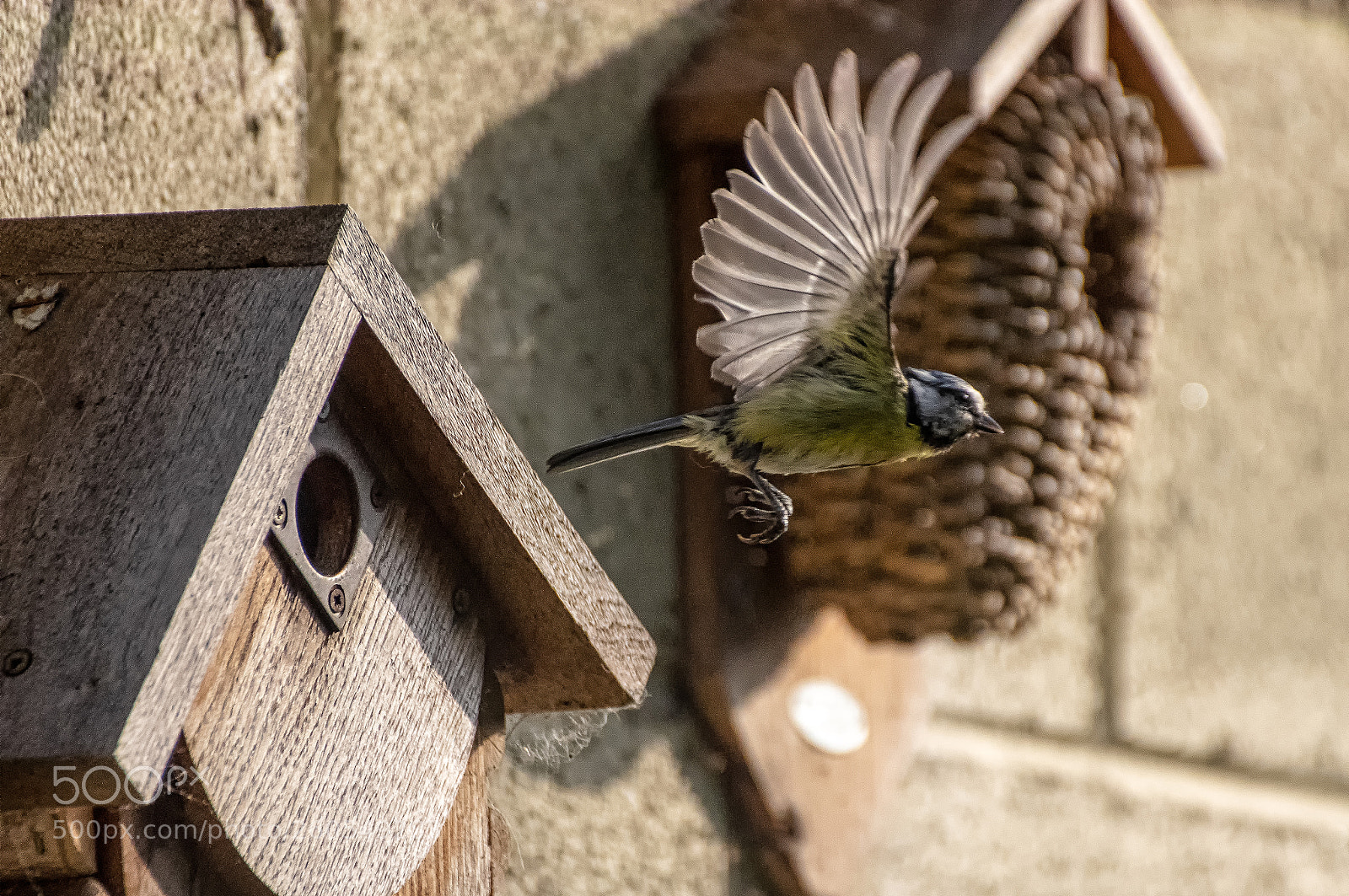Pentax K-3 sample photo. Blue tit leaves the photography