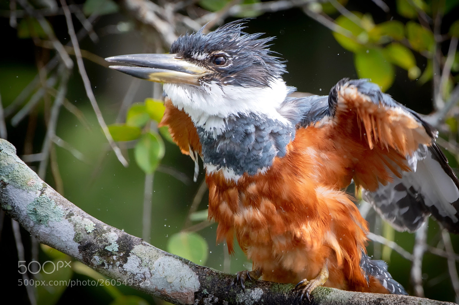 Nikon D500 sample photo. Kingfisher photography
