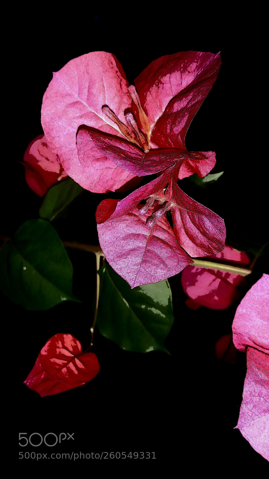 Samsung Galaxy Note4 sample photo. Rouge noir photography
