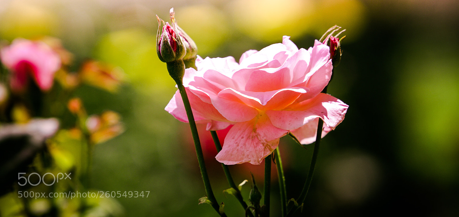Canon EOS 7D sample photo. Untitled photography