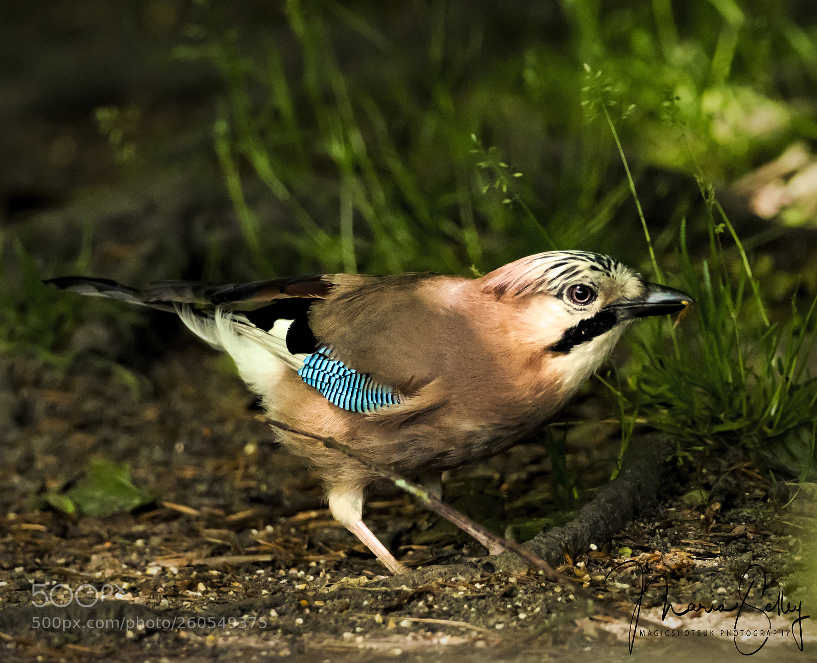 Olympus OM-D E-M1 Mark II sample photo. Beautiful jay photography
