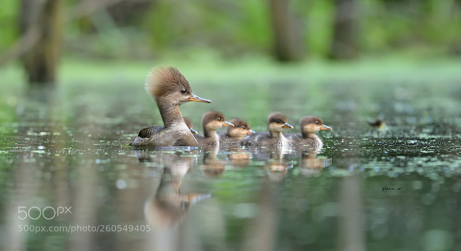 Nikon D7200 sample photo. Female hooded merganser & family photography