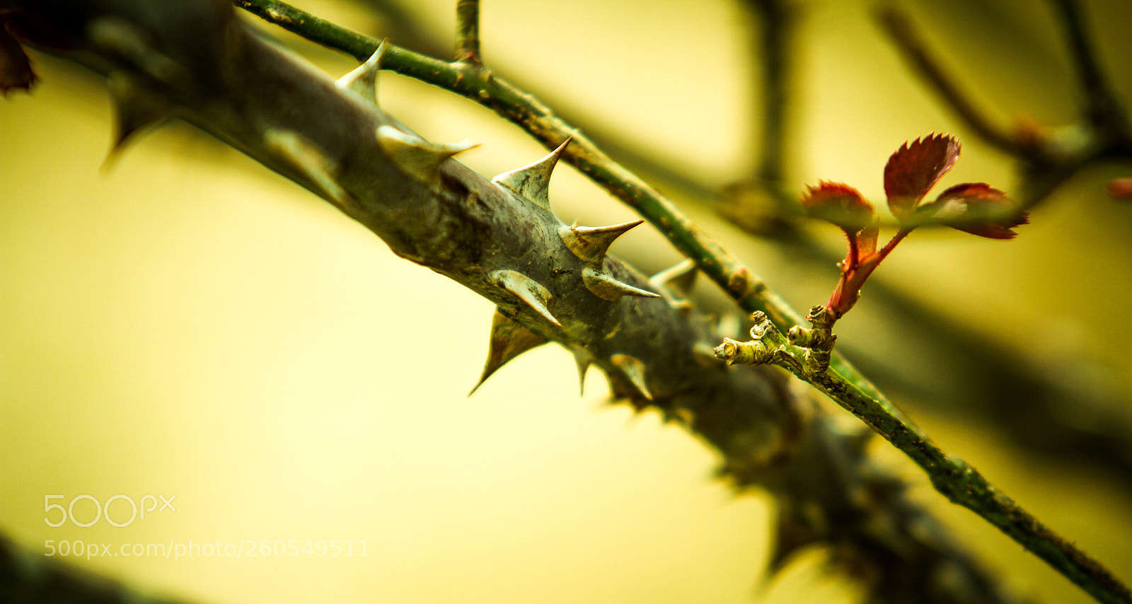 Canon EOS 7D sample photo. Untitled photography
