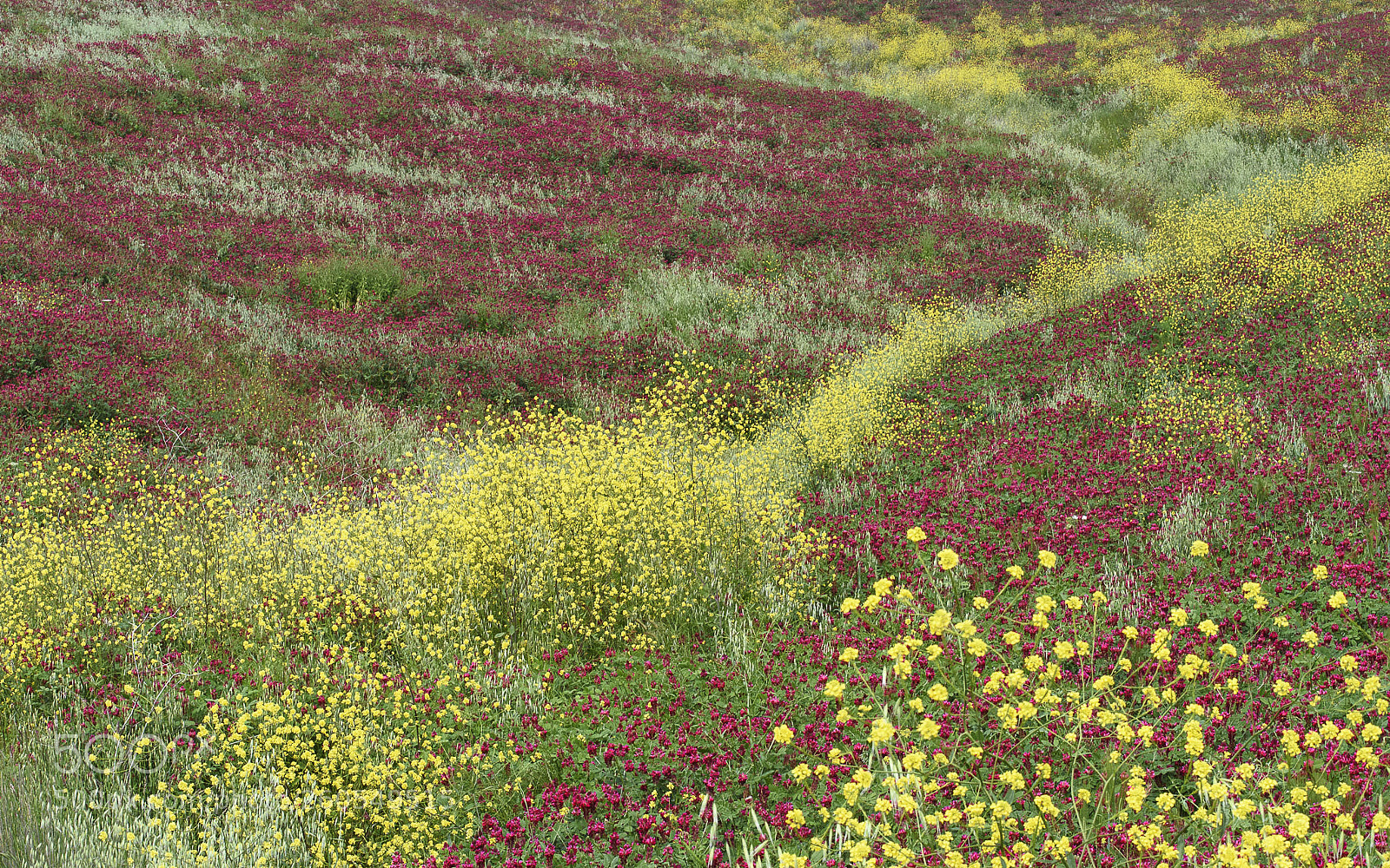Nikon D750 sample photo. Mediterranean flowerpower #3 photography
