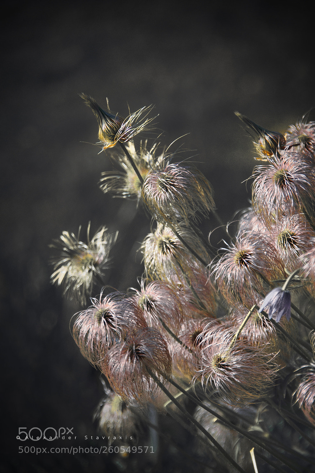 Nikon D3100 sample photo. Creations of nature photography