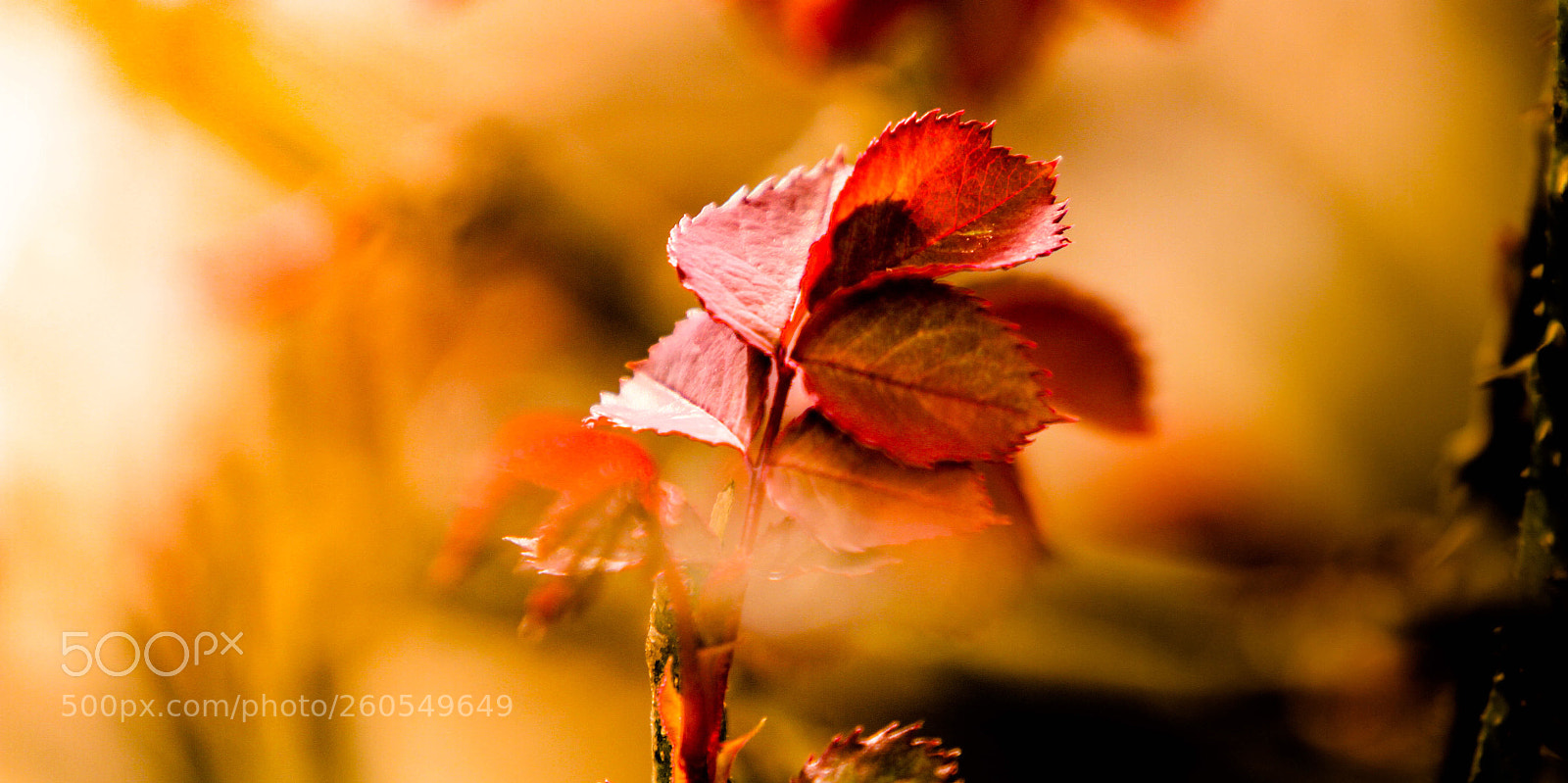 Canon EOS 7D sample photo. Untitled photography