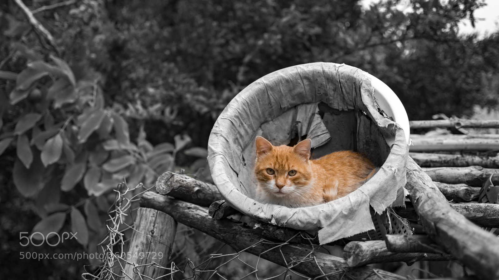 Nikon D5600 sample photo. Cat photography