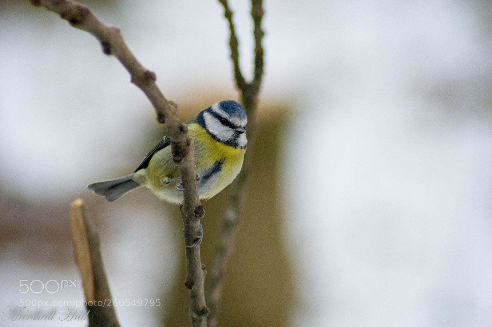 Nikon D7200 sample photo. Blue tit photography