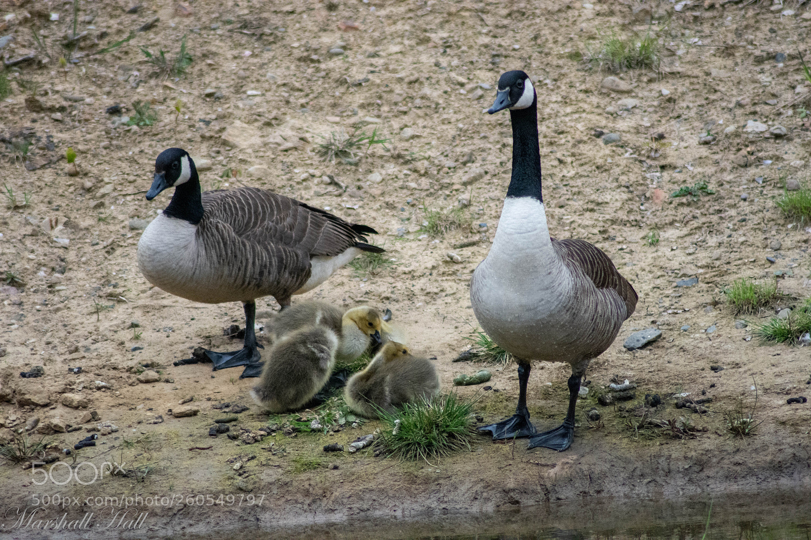 Nikon D7200 sample photo. Canada geese photography