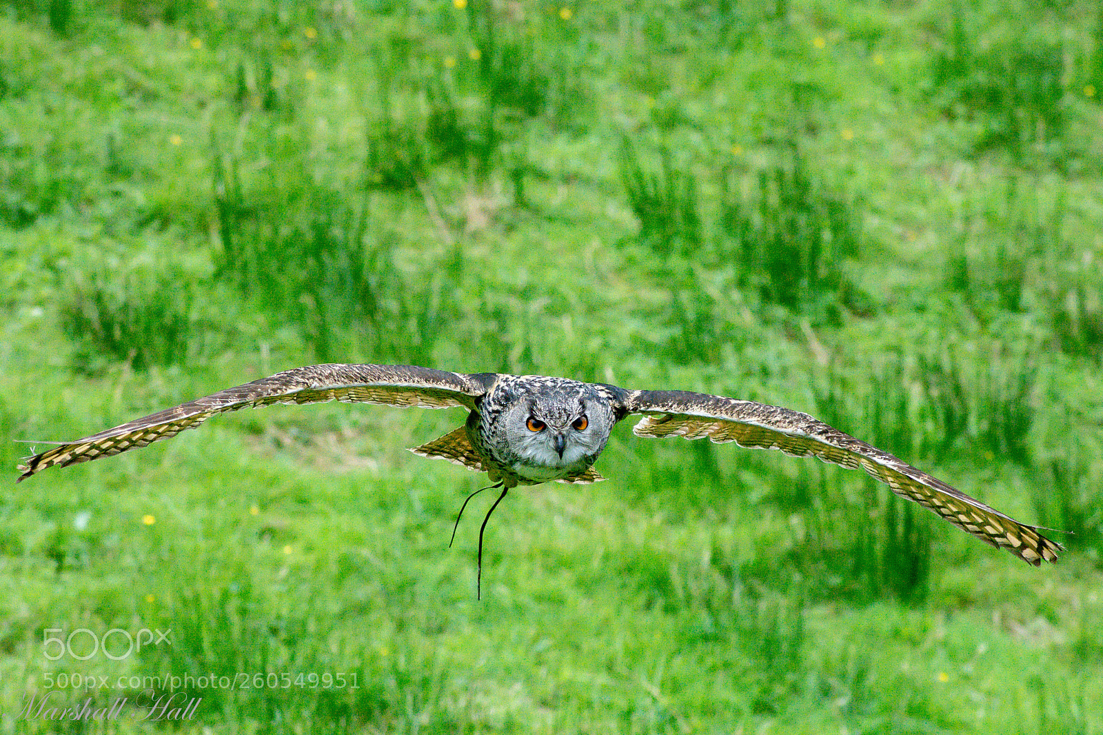 Nikon D7200 sample photo. Eagle owl photography