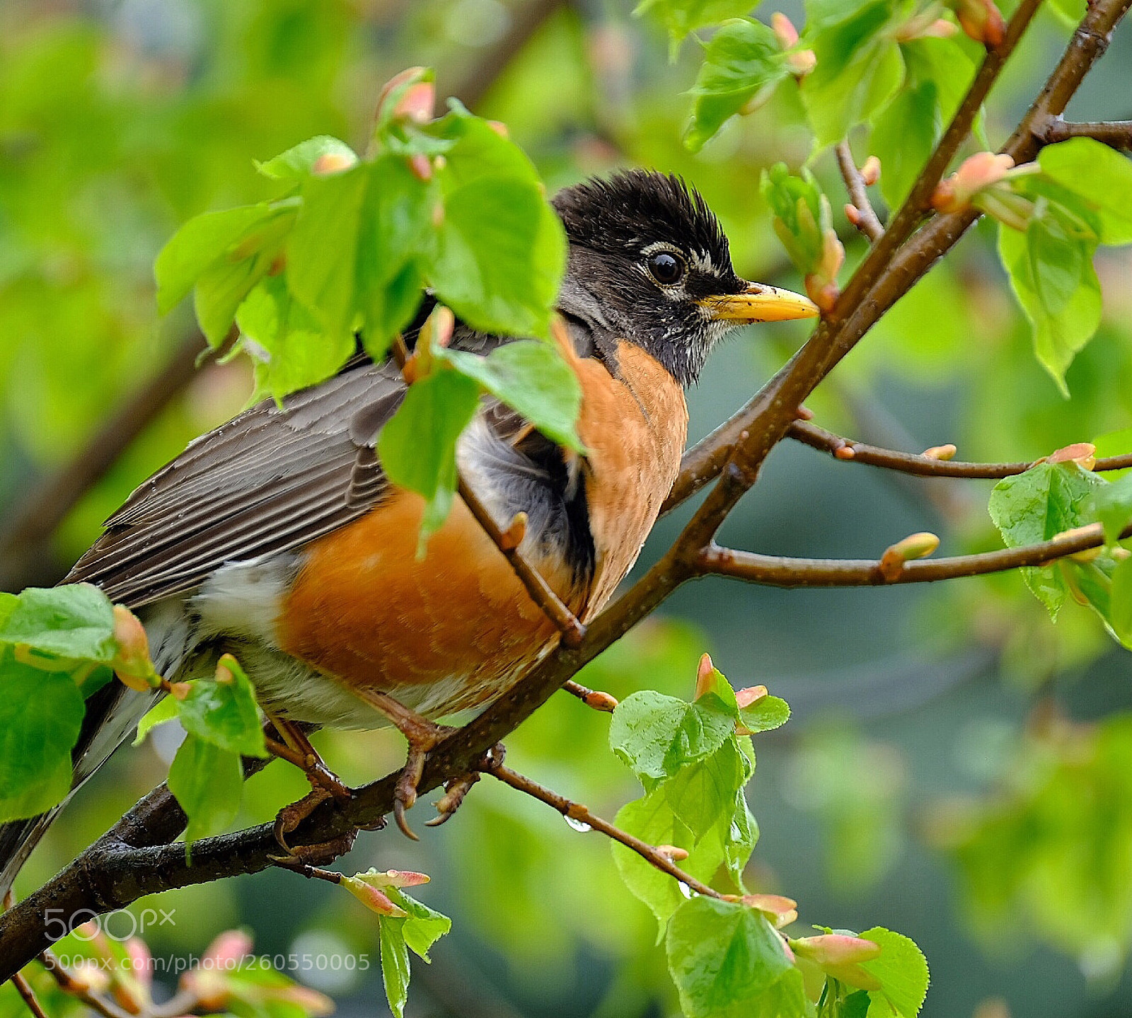 Fujifilm X-T2 sample photo. North american robin in photography