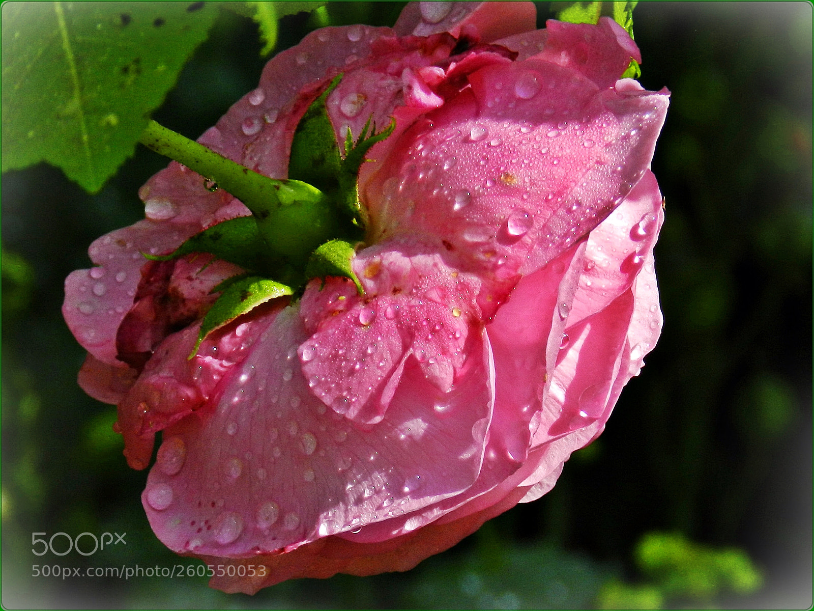Nikon Coolpix P500 sample photo. Wet beauty photography