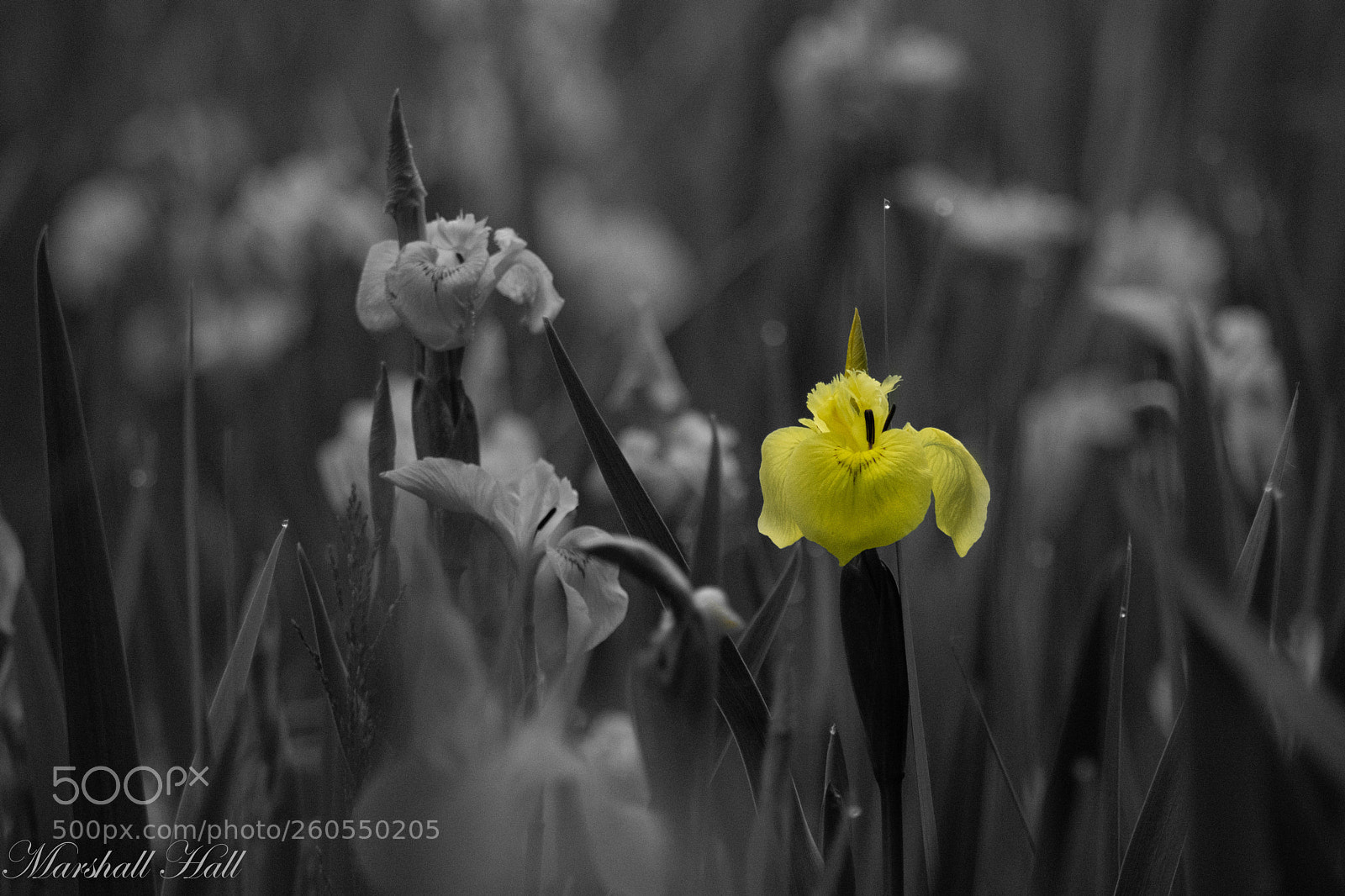 Nikon D7200 sample photo. Flower photography