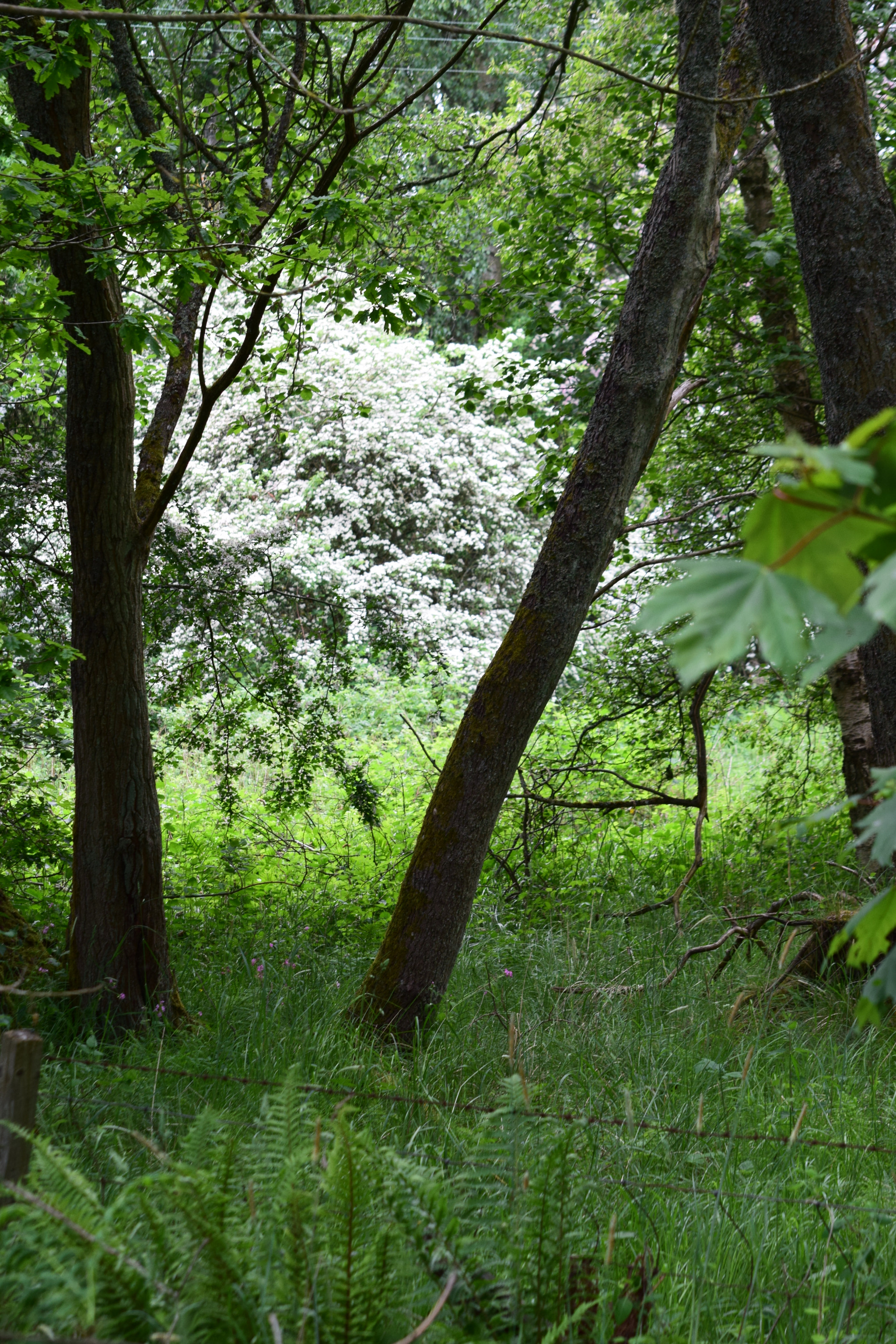Nikon D5300 sample photo. Dsc photography