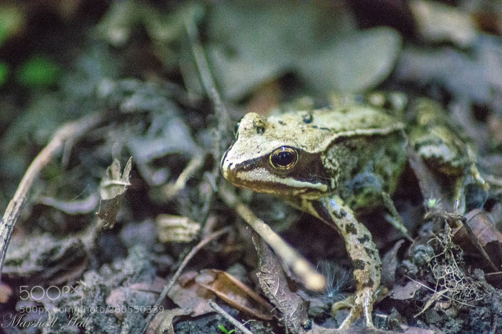 Nikon D7200 sample photo. Frog photography
