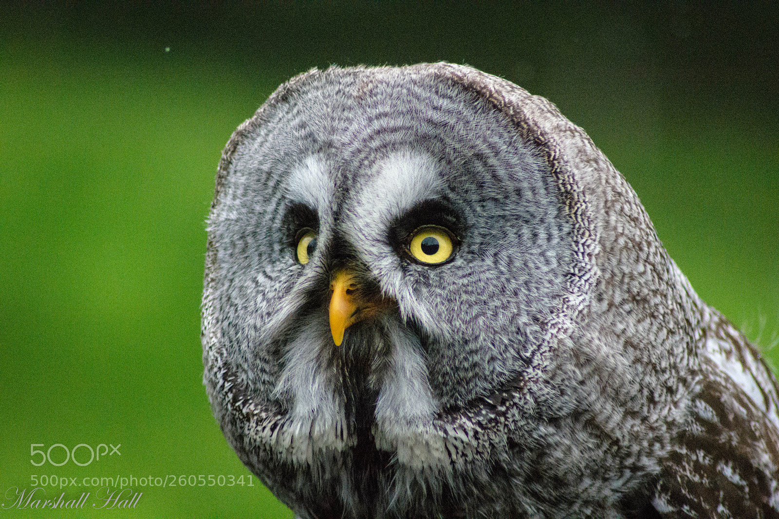 Nikon D7200 sample photo. Grey owl photography