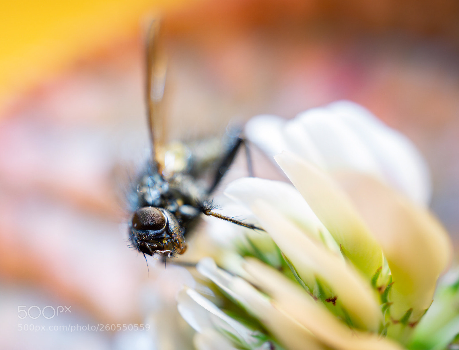 Sony a6000 sample photo. Die fliege photography