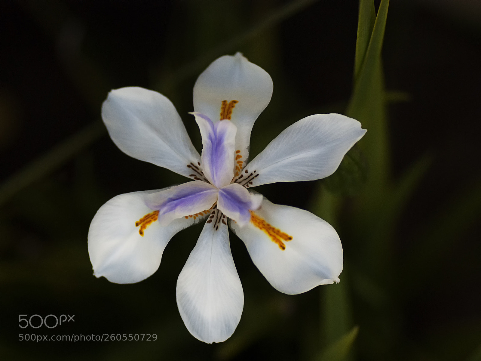 Pentax K200D sample photo. Dietes grandiflora... photography
