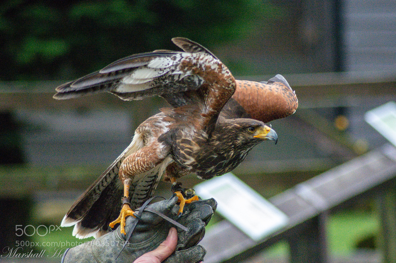Nikon D7200 sample photo. Harris hawk photography