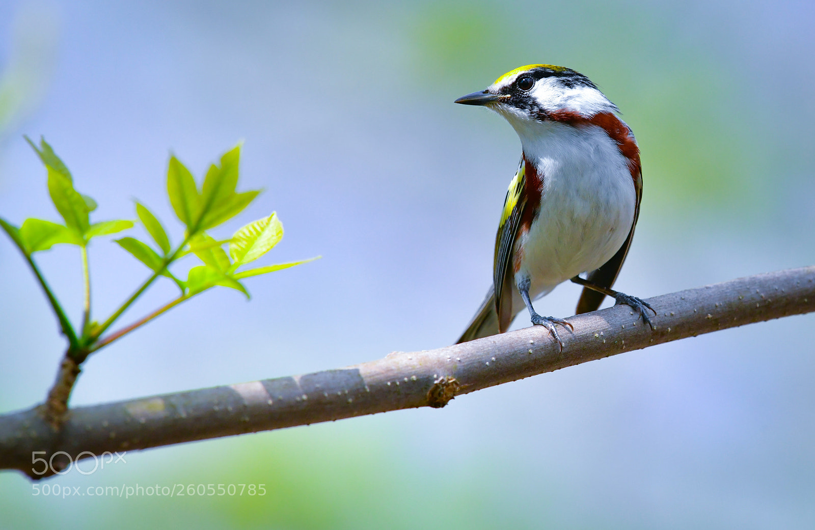 Nikon D850 sample photo. Chestnut-sided warbler photography