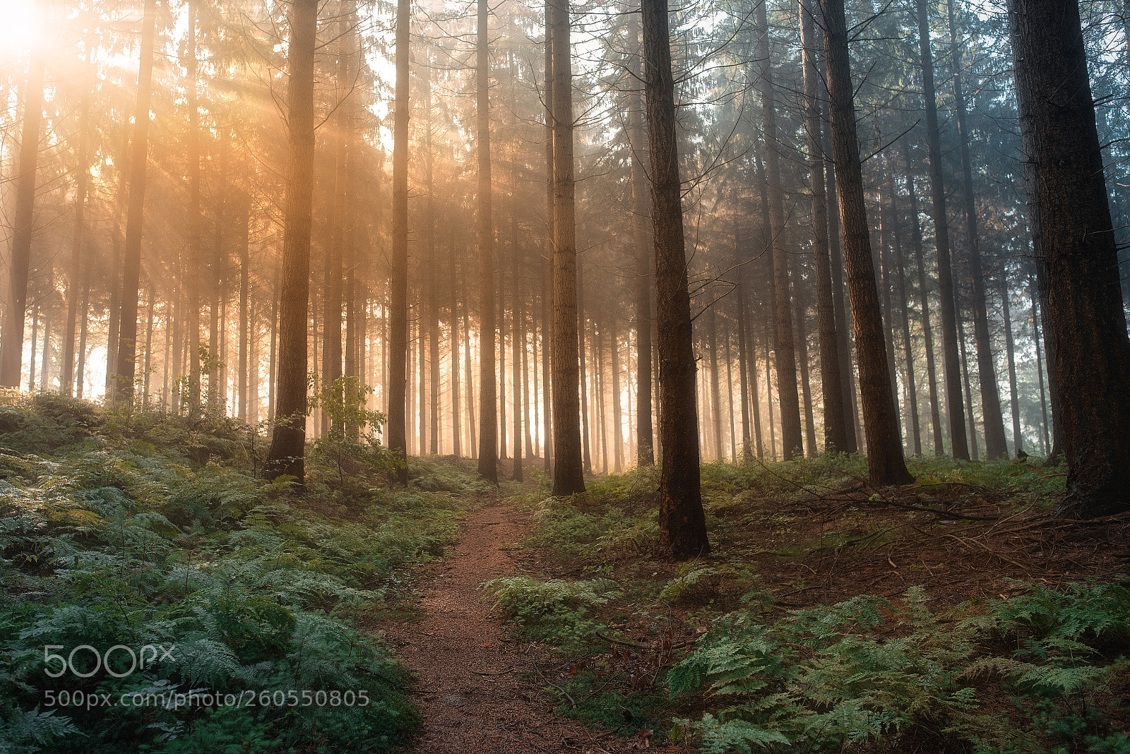 Nikon D750 sample photo. Forest 2 photography
