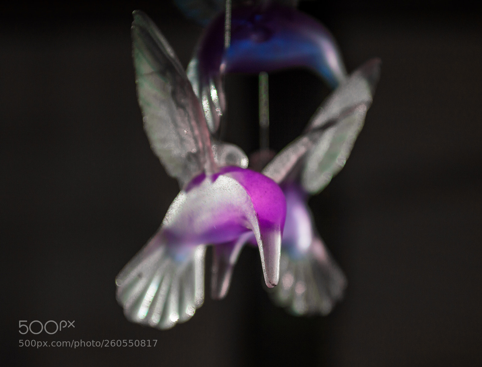 Nikon D3200 sample photo. Colibri de cristal photography