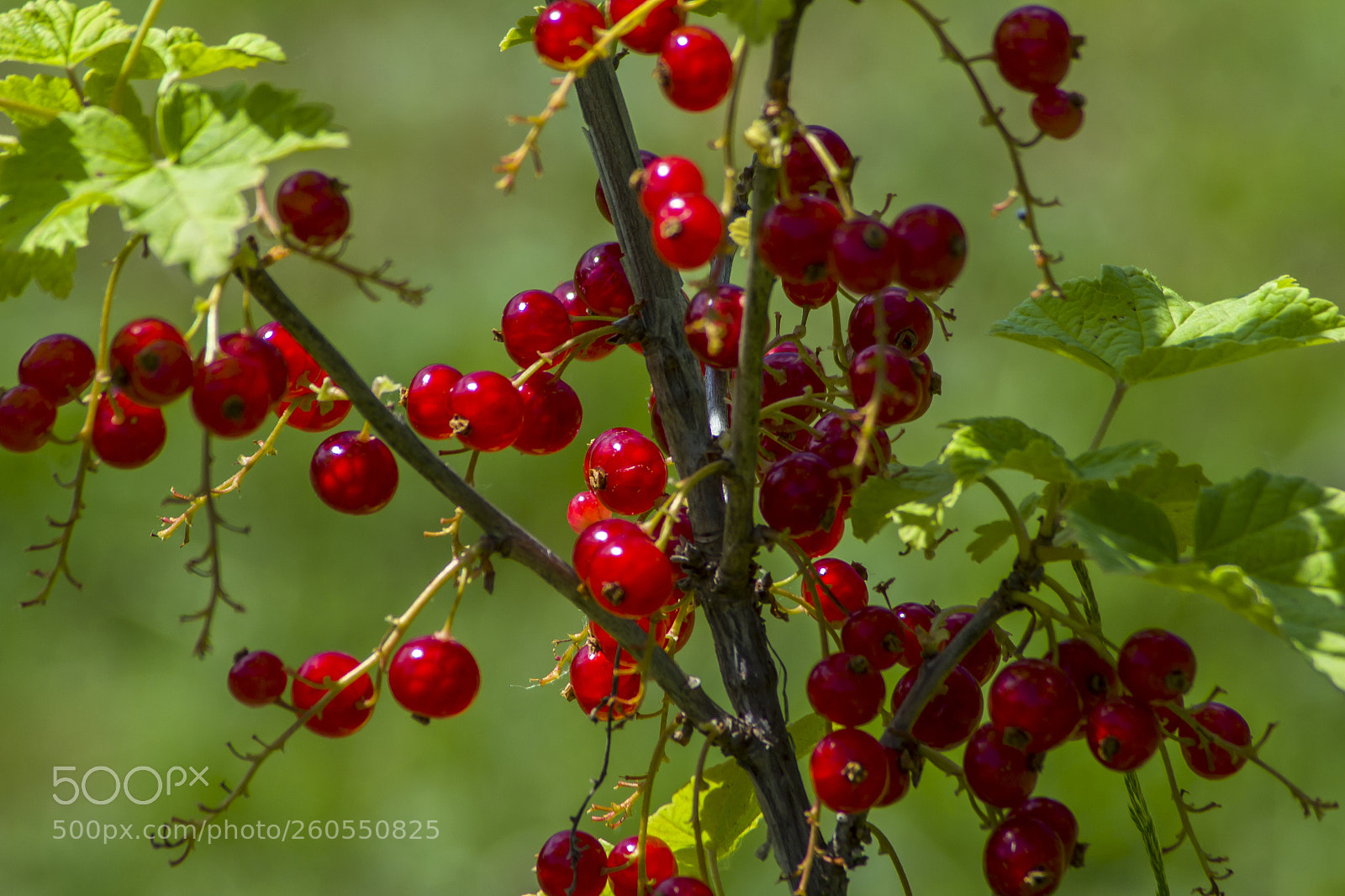 Nikon D3100 sample photo. Currant....ribizli photography