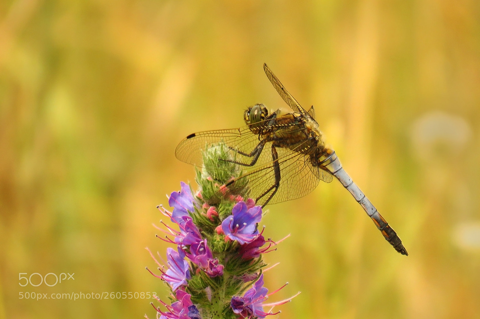 Canon PowerShot SX60 HS sample photo. Orthetrum cancellatum photography