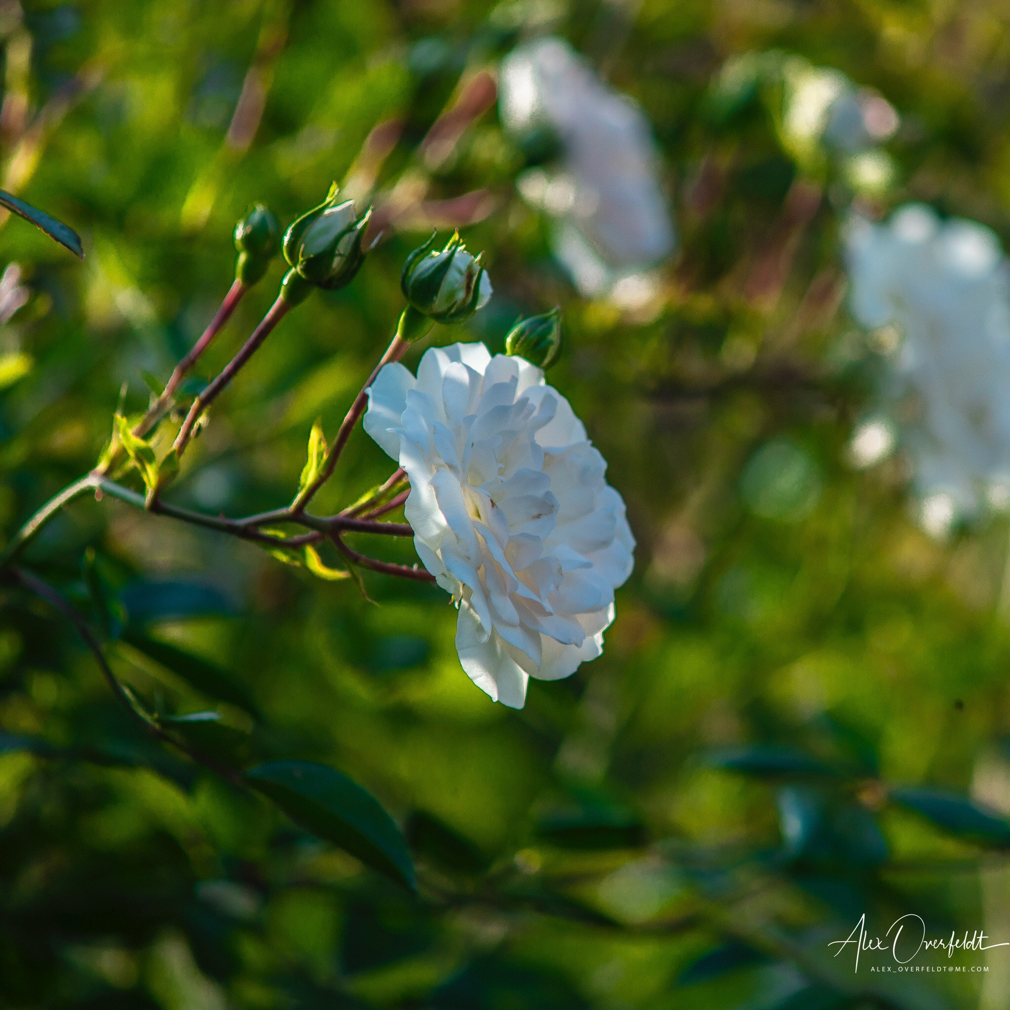 Leica M (Typ 240) sample photo. Garden rose during sunset photography