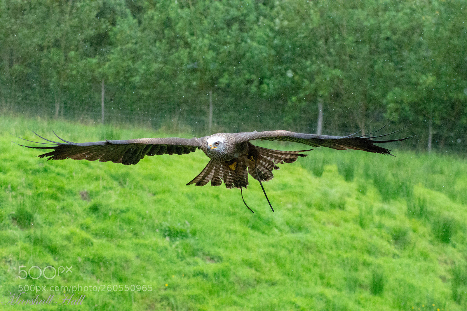 Nikon D7200 sample photo. Red kite photography