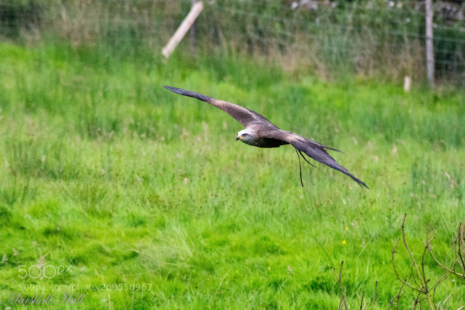 Nikon D7200 sample photo. Red kite photography