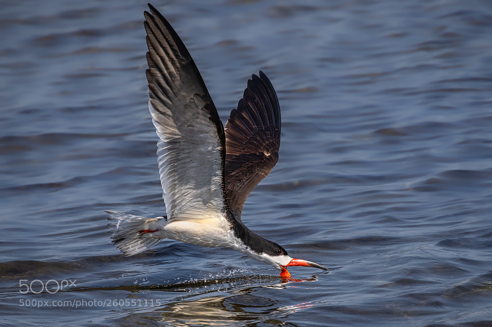 Canon EOS 7D Mark II sample photo. Black skimmer... skimming photography