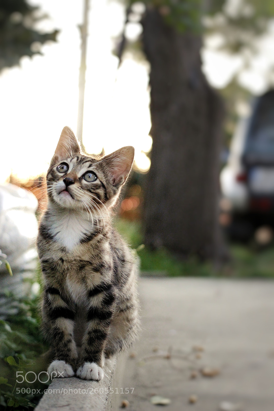 Canon EOS 600D (Rebel EOS T3i / EOS Kiss X5) sample photo. Mickey photography