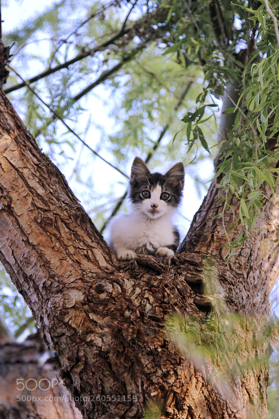 Canon EOS 600D (Rebel EOS T3i / EOS Kiss X5) sample photo. Junior photography
