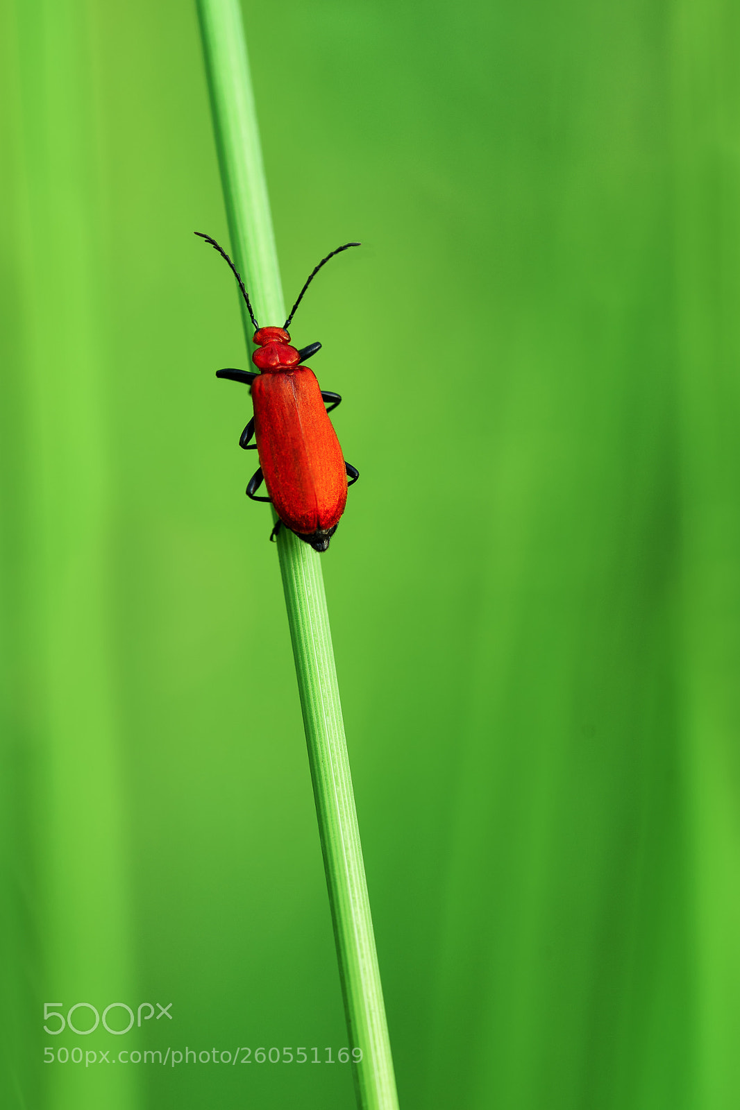Sony a7 II sample photo. Red-headed cardinal beetle photography