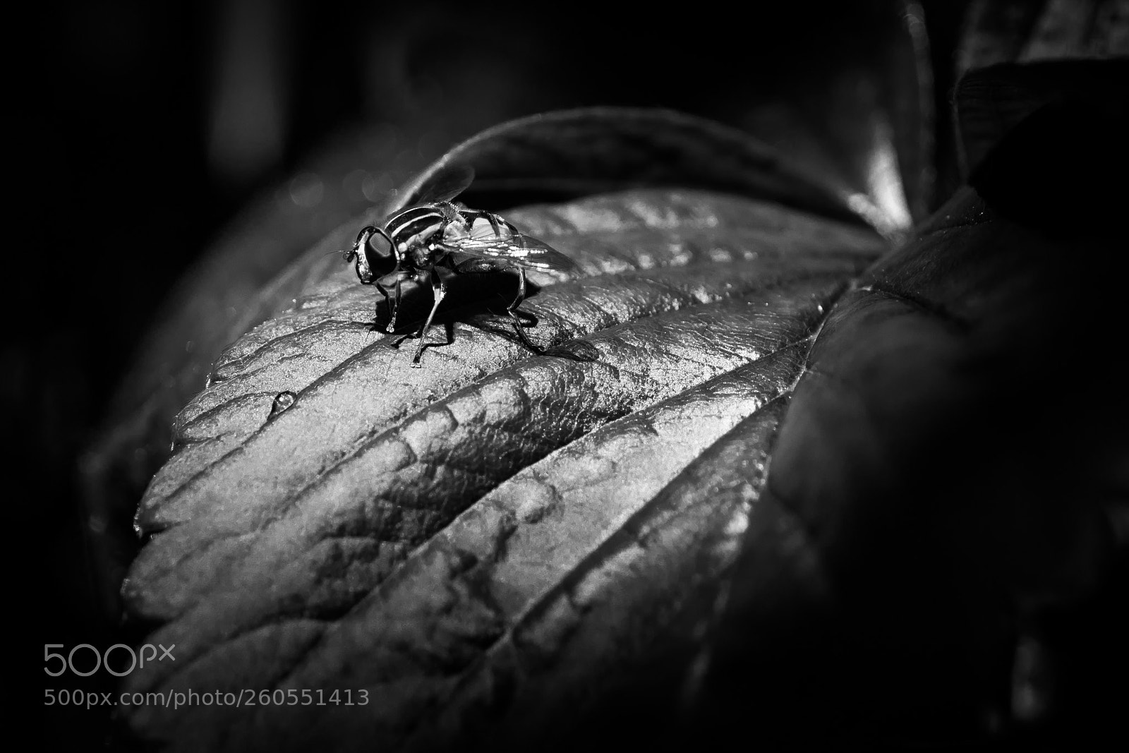 Canon EOS 5D Mark IV sample photo. Fly on strawberry plant photography