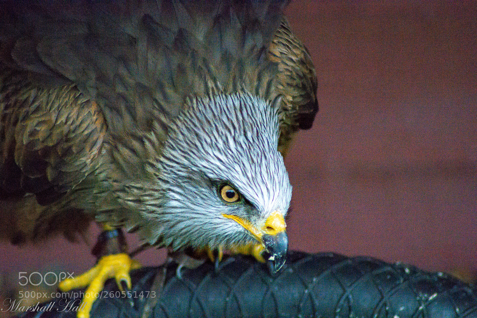 Nikon D7200 sample photo. Red kite photography
