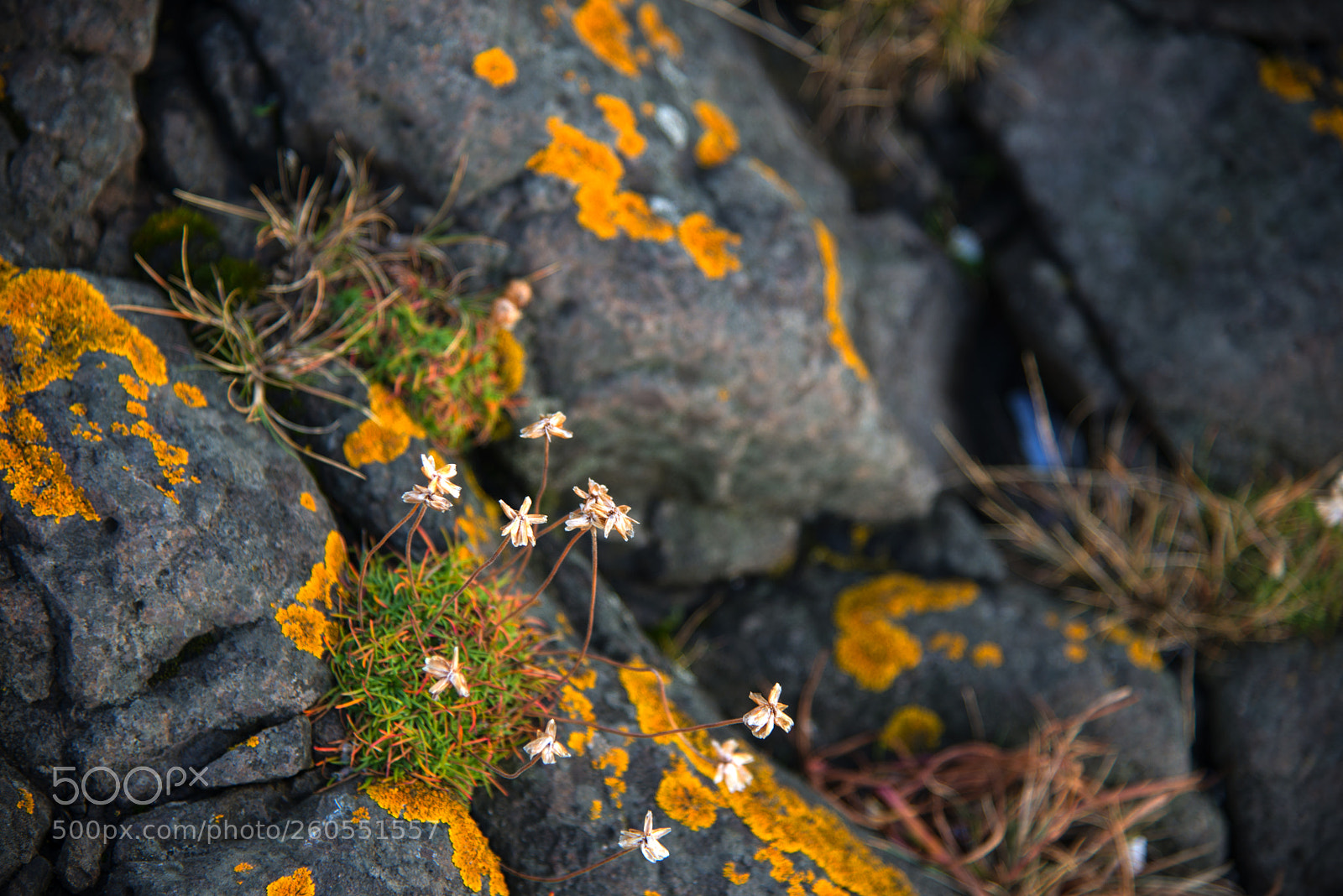 Nikon D800 sample photo. Island photography