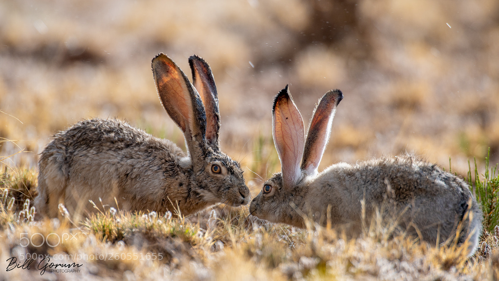 Nikon D500 sample photo. Black-tailed jackrabbits photography