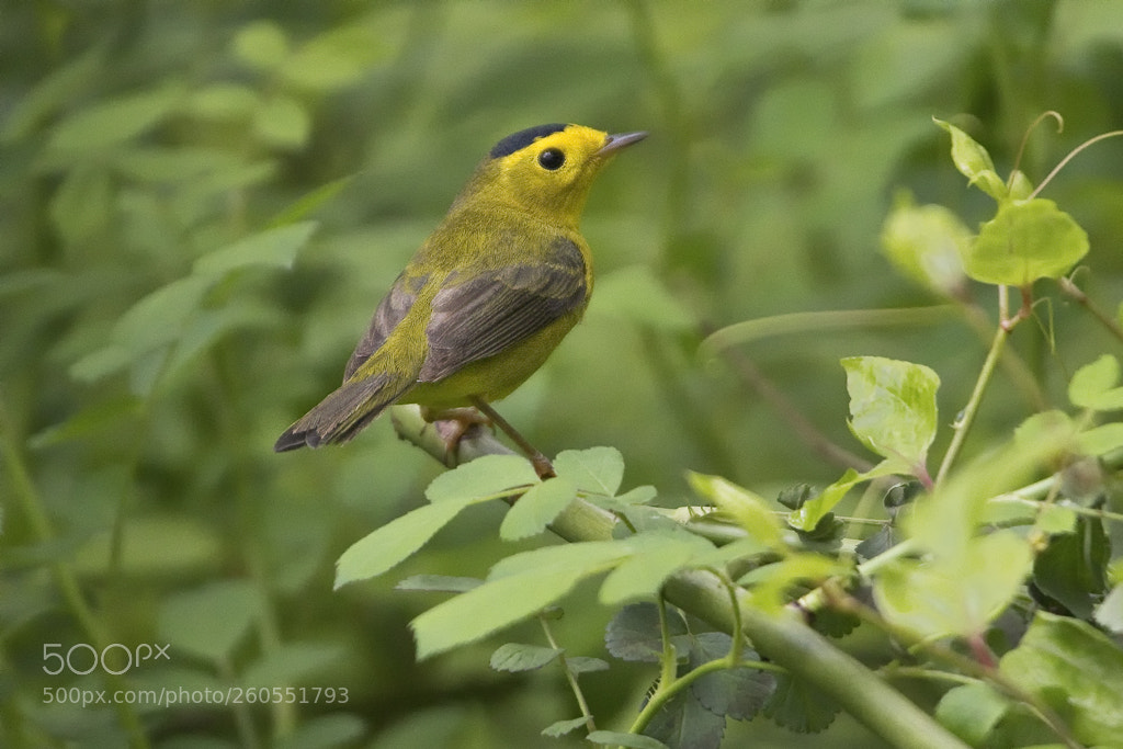 Canon EOS 7D Mark II sample photo. Wilson's warbler, fairfield, connecticut, 2018 photography