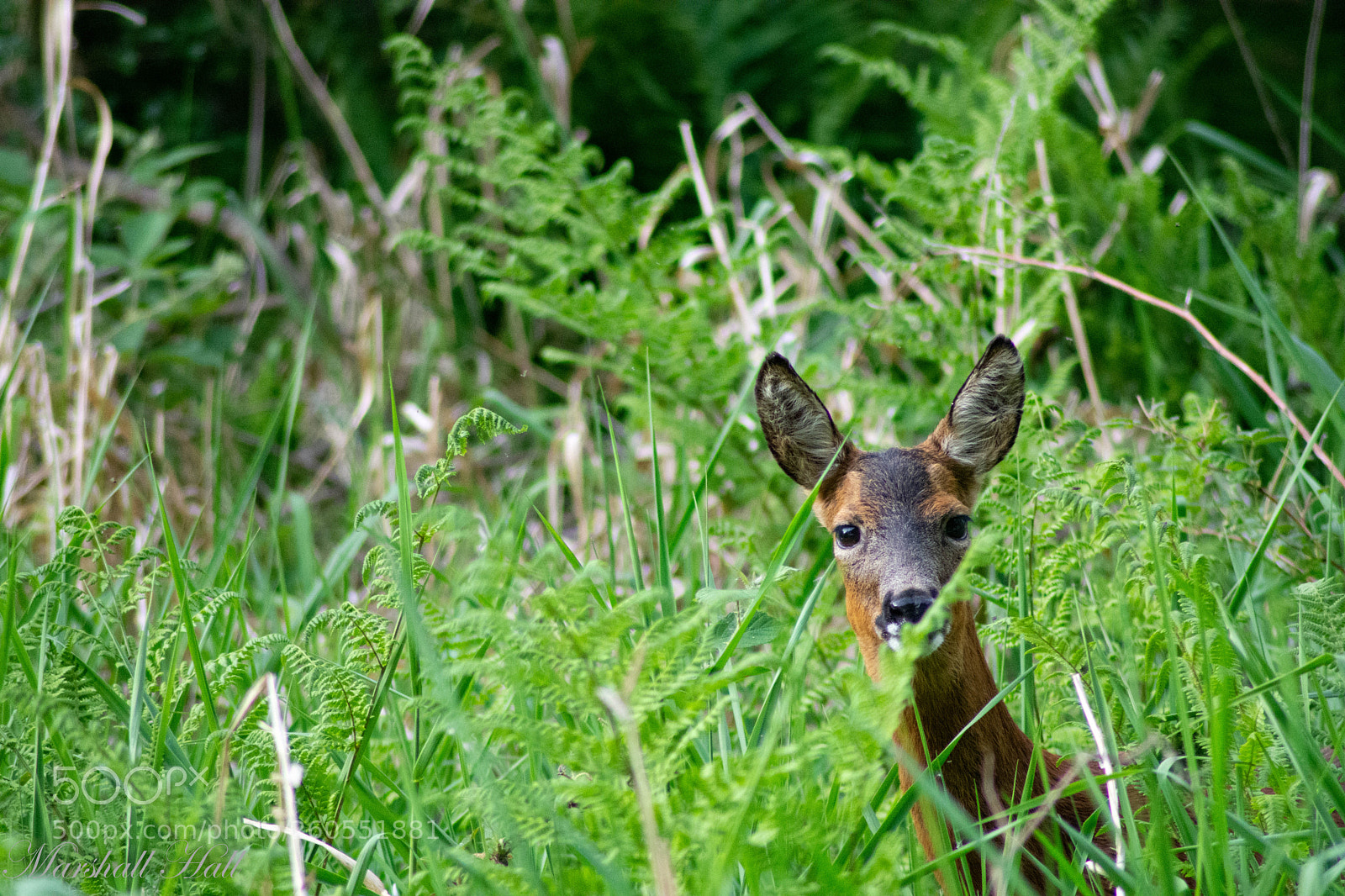 Nikon D7200 sample photo. Roe deer photography